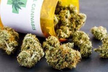 cannabis - marijuana - weed